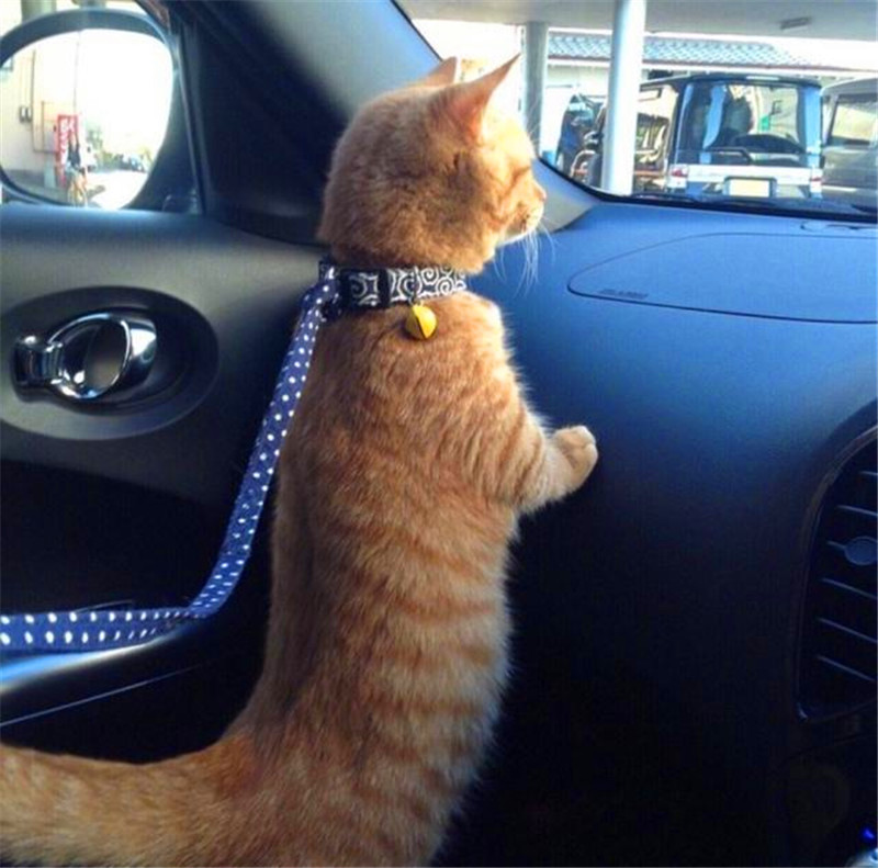 猫咪单独放在家里有什么要注意的 (晚上把猫咪单独关在一个房间)