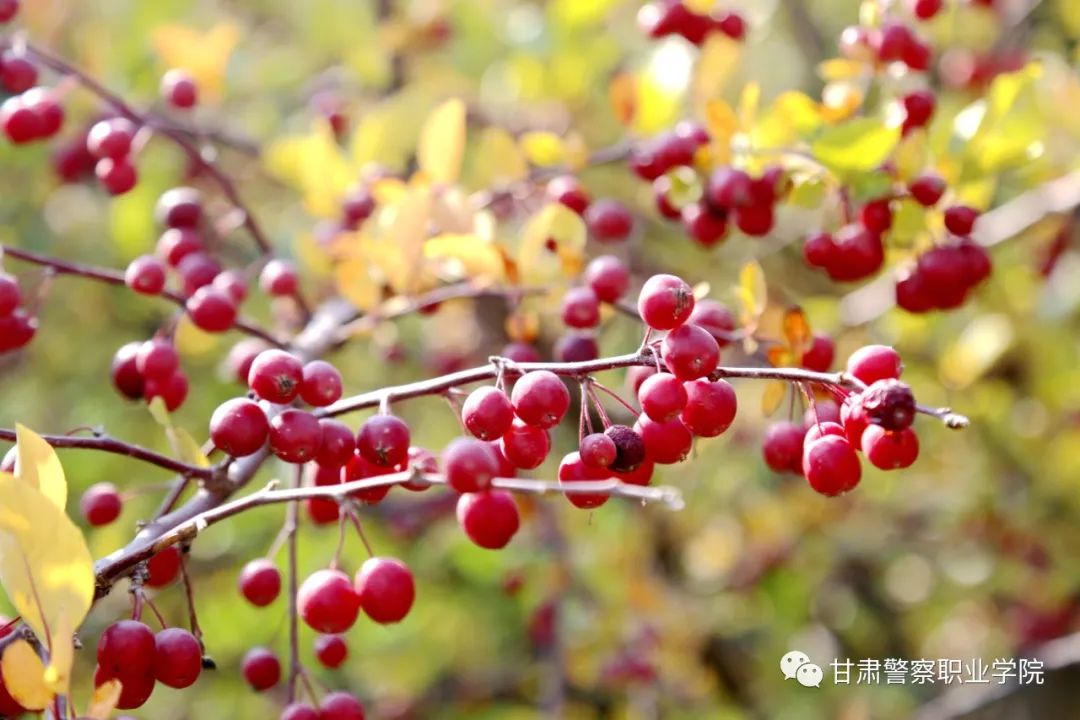 甘肃警察职业学院2024年招生计划,甘肃警察职业学院22年招生简章