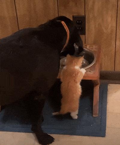 捡来的小橘把狗当妈妈,开始逐渐狗化,一起拆家、听指令、游泳…