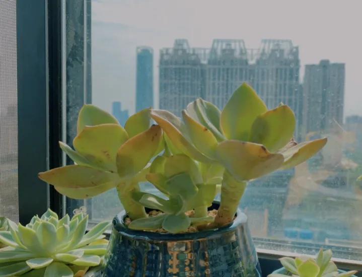 五月的颜色作文,五月的颜色对照表