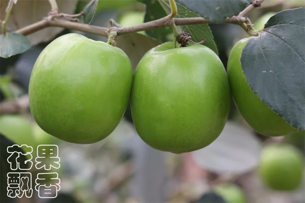 苹果枣，一颗冉冉升起的水果新星