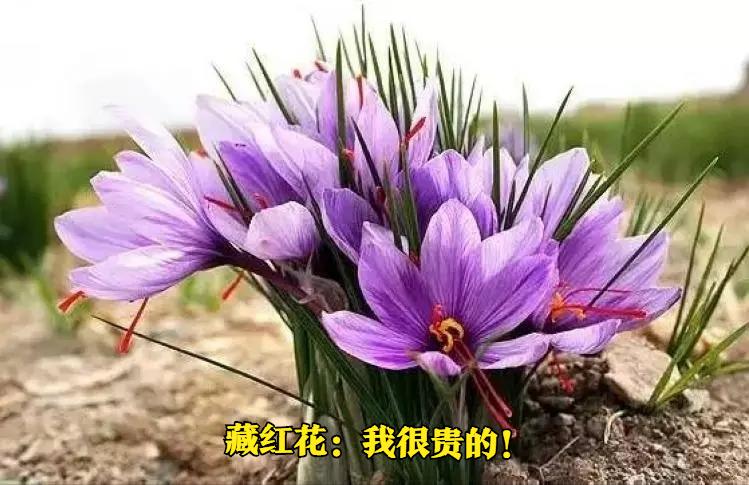番红花和藏红花有什么区别,河南种的红花和藏红花有区别吗