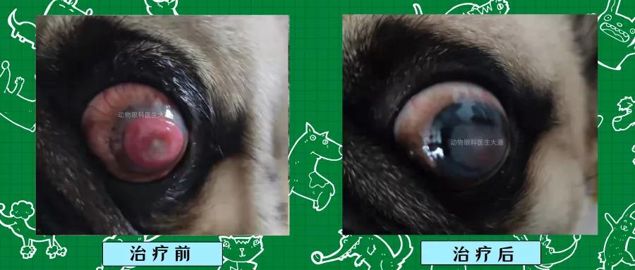 巴哥眼角膜溃疡用啥眼药水,巴哥角膜溃疡