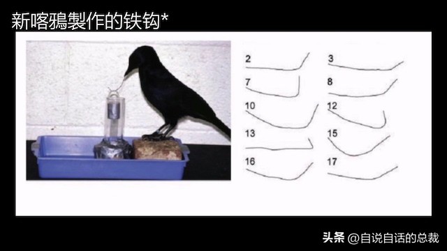 乌鸦为什么是外星人,外星人至今还未出现的5大原因