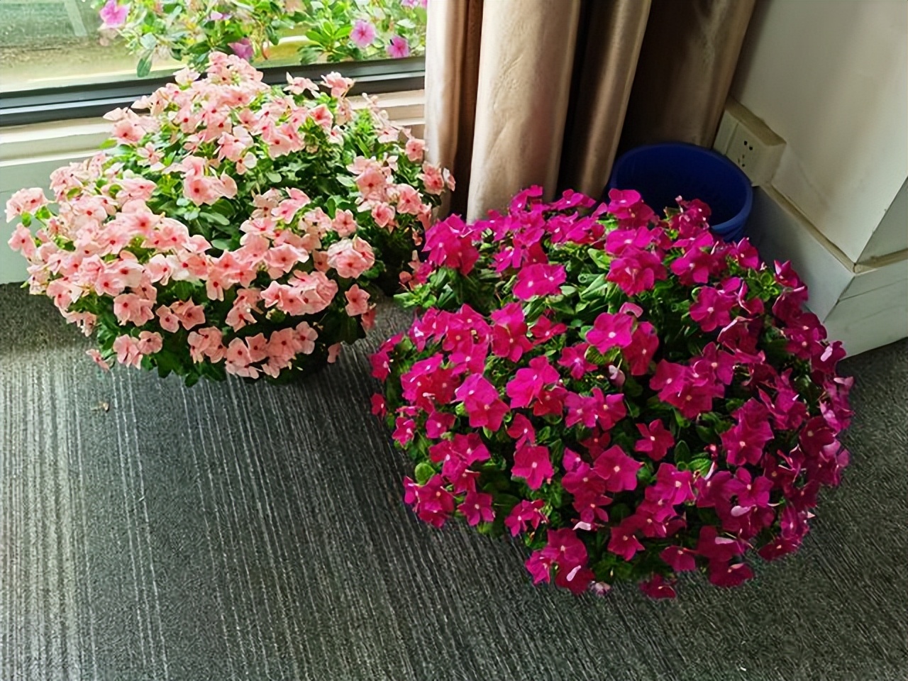 好看易种易活的花推荐,容易爆花的庭院花卉