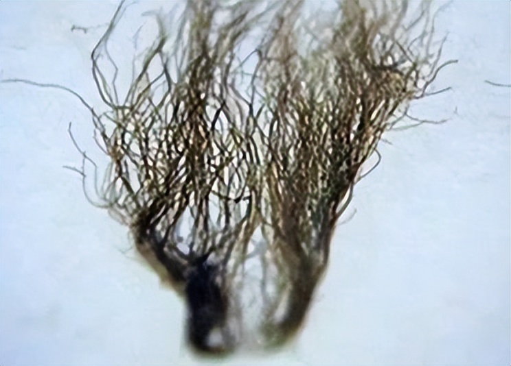 奇石长满白发的石头,1997年小伙花150元买石头专家鉴定