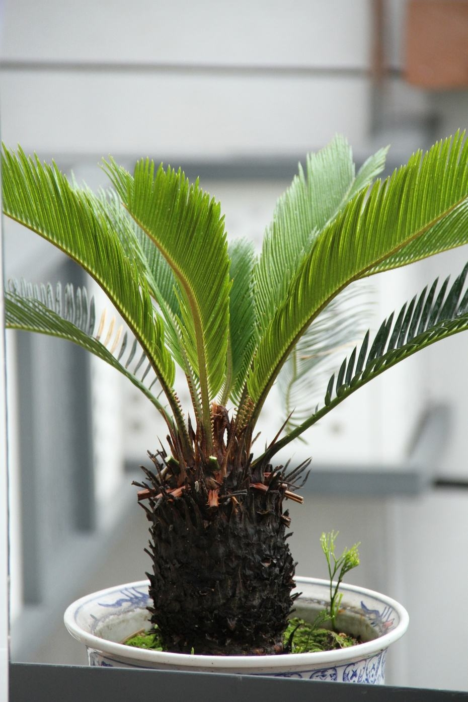 属兔养什么大绿植招财旺财呢,属兔人养什么植物最旺