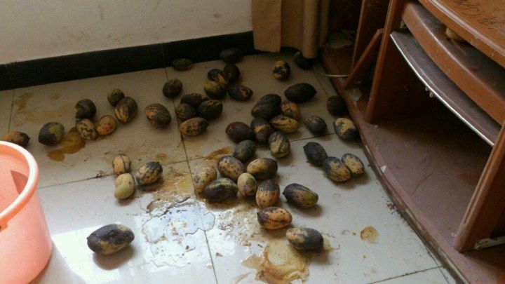 公务员报考海关必选政治吗,海关公务员报考条件专业