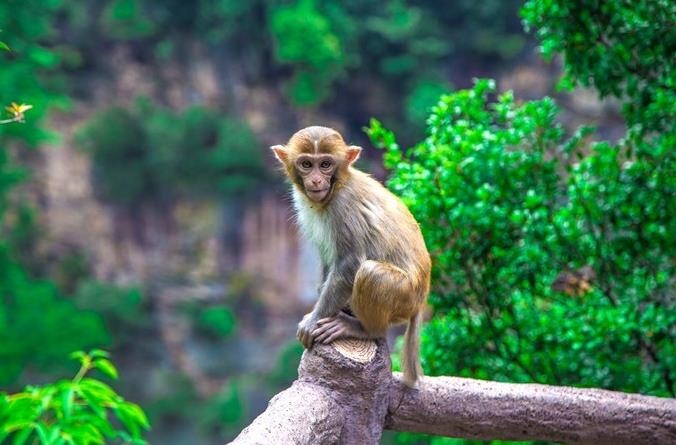 张家界阿凡达取景点怎么去,张家界阿凡达取景地是哪个景点