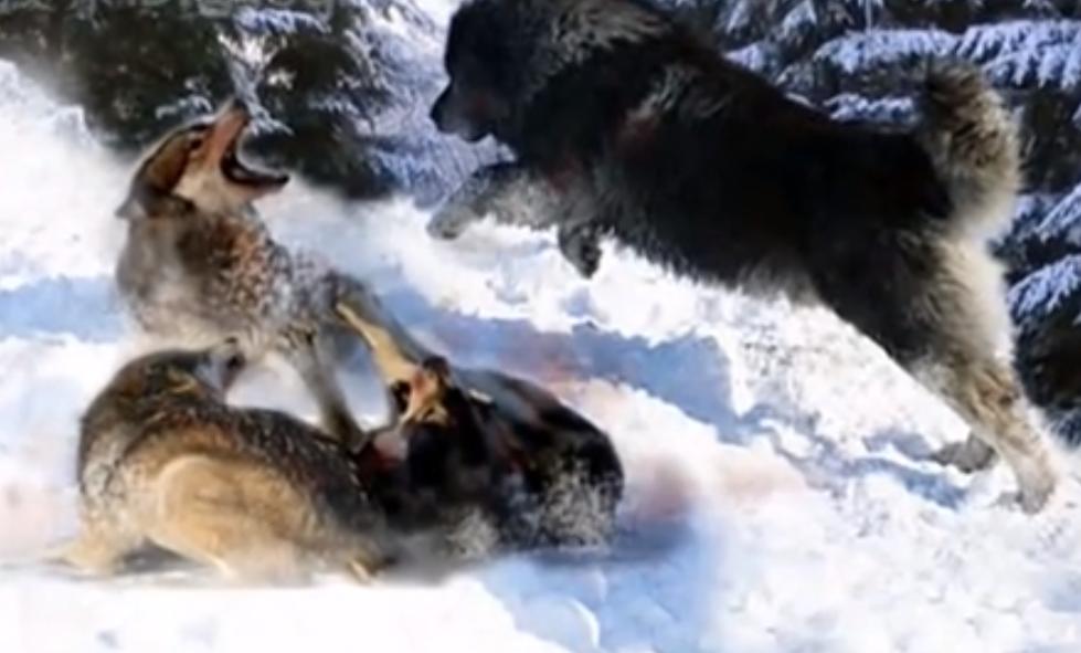 高加索犬杀狼群,高加索牧羊犬杀死狼