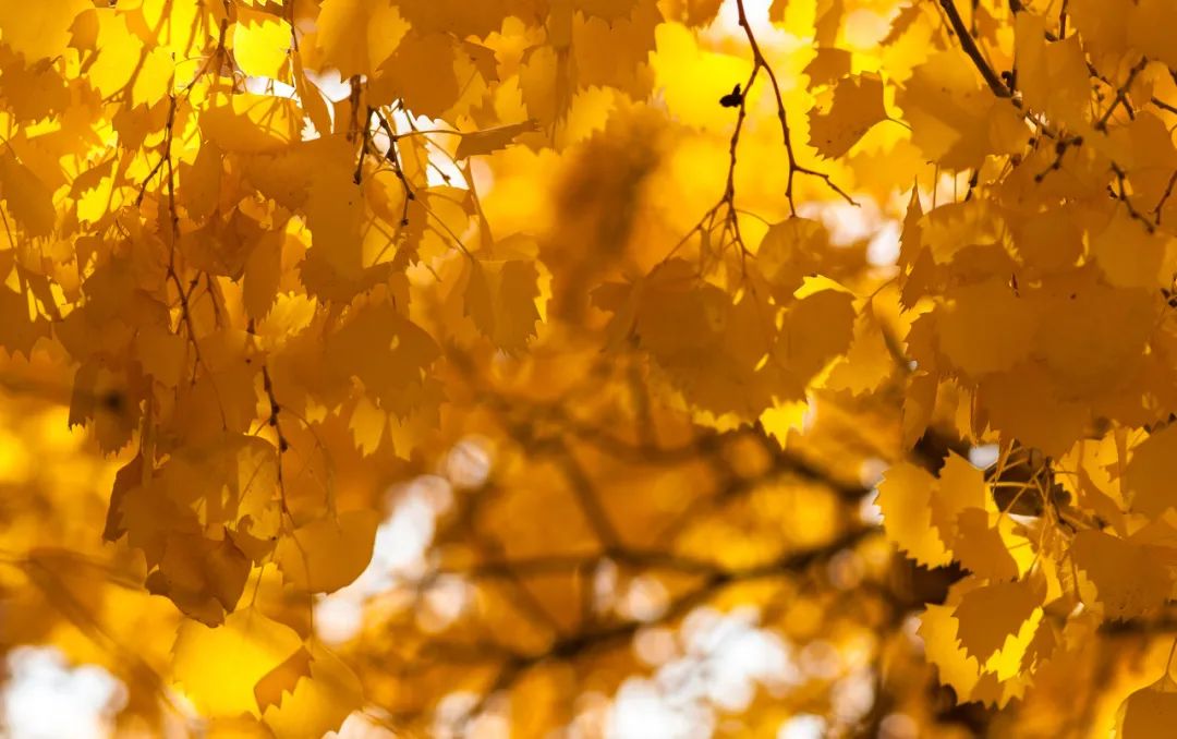 流失的珍贵壁画,一些壁画保留完整了几个世纪