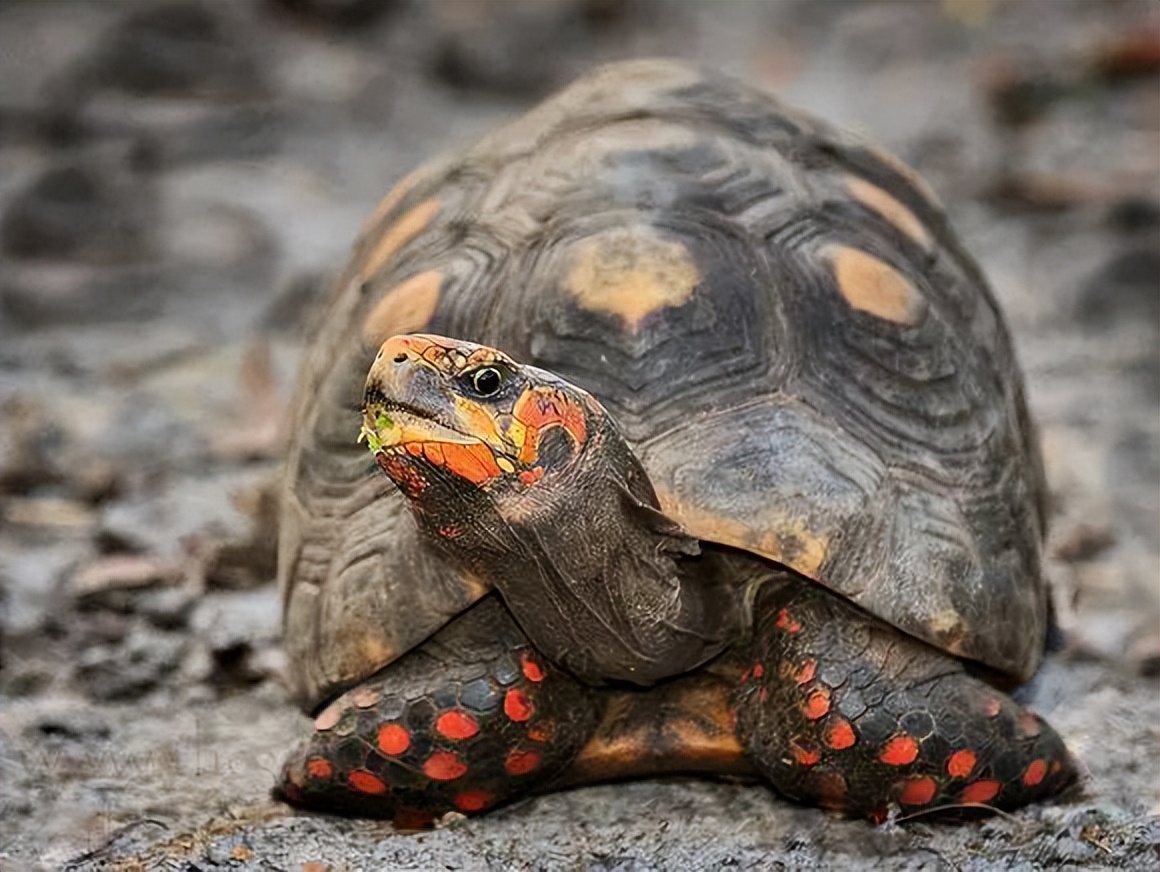 陆龟开放什么意思,陆龟开放