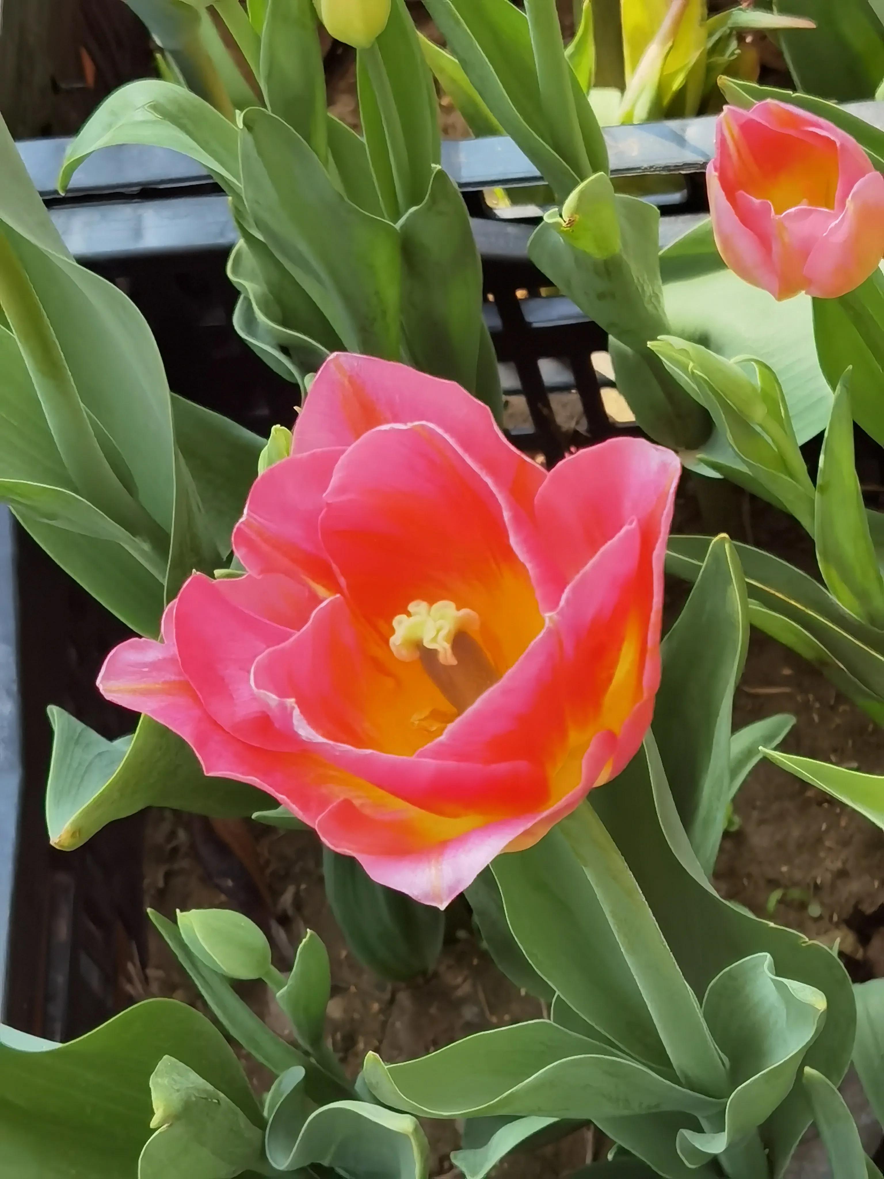 郁金香花语送长辈,郁金香花语永恒的爱与祝福