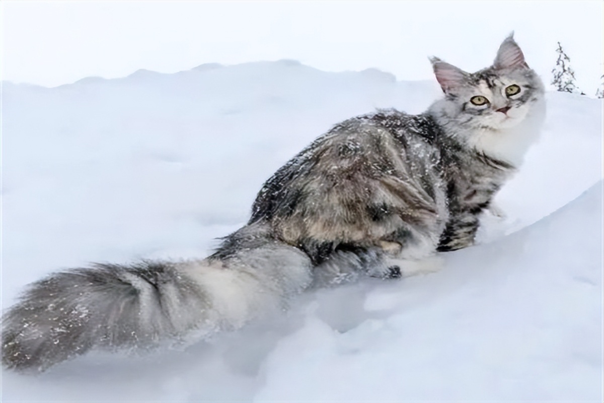 缅因猫兽多少钱一只,大型缅因猫价格多少钱一只