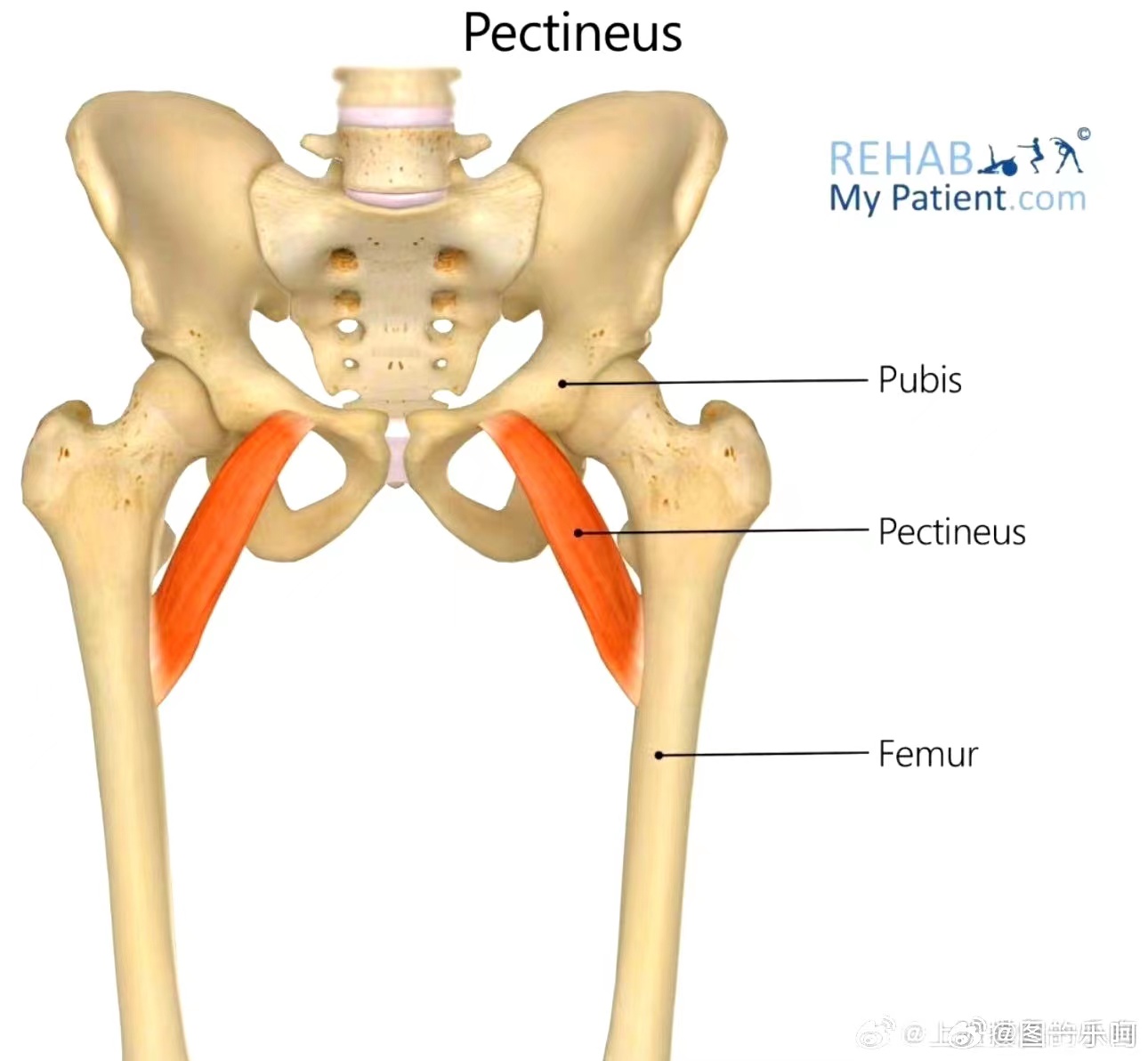 每天晚上耻骨痛的睡不着怎么缓解,晚上睡觉耻骨疼什么办法缓解