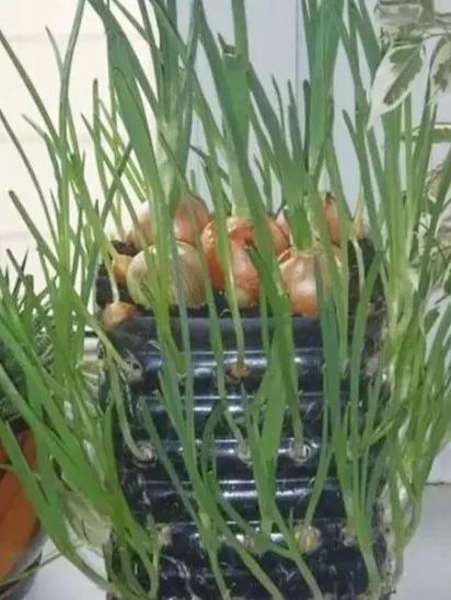 塑料瓶种花种菜的方法,塑料瓶种菜最佳种植方法