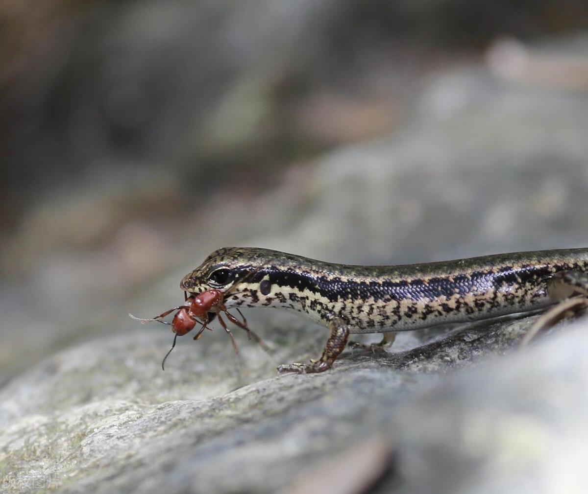 屋内发现四脚蛇怎么办,家里出现四脚蛇是怎么回事