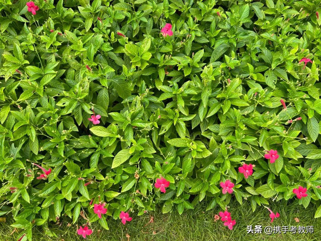 艳芦莉花期多长,艳芦莉花期