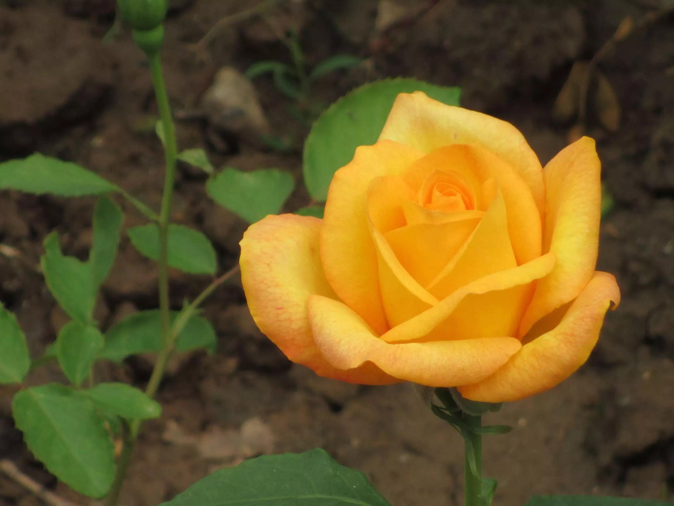 想要拥有自己的一间花店,好想拥有这样的一间花店