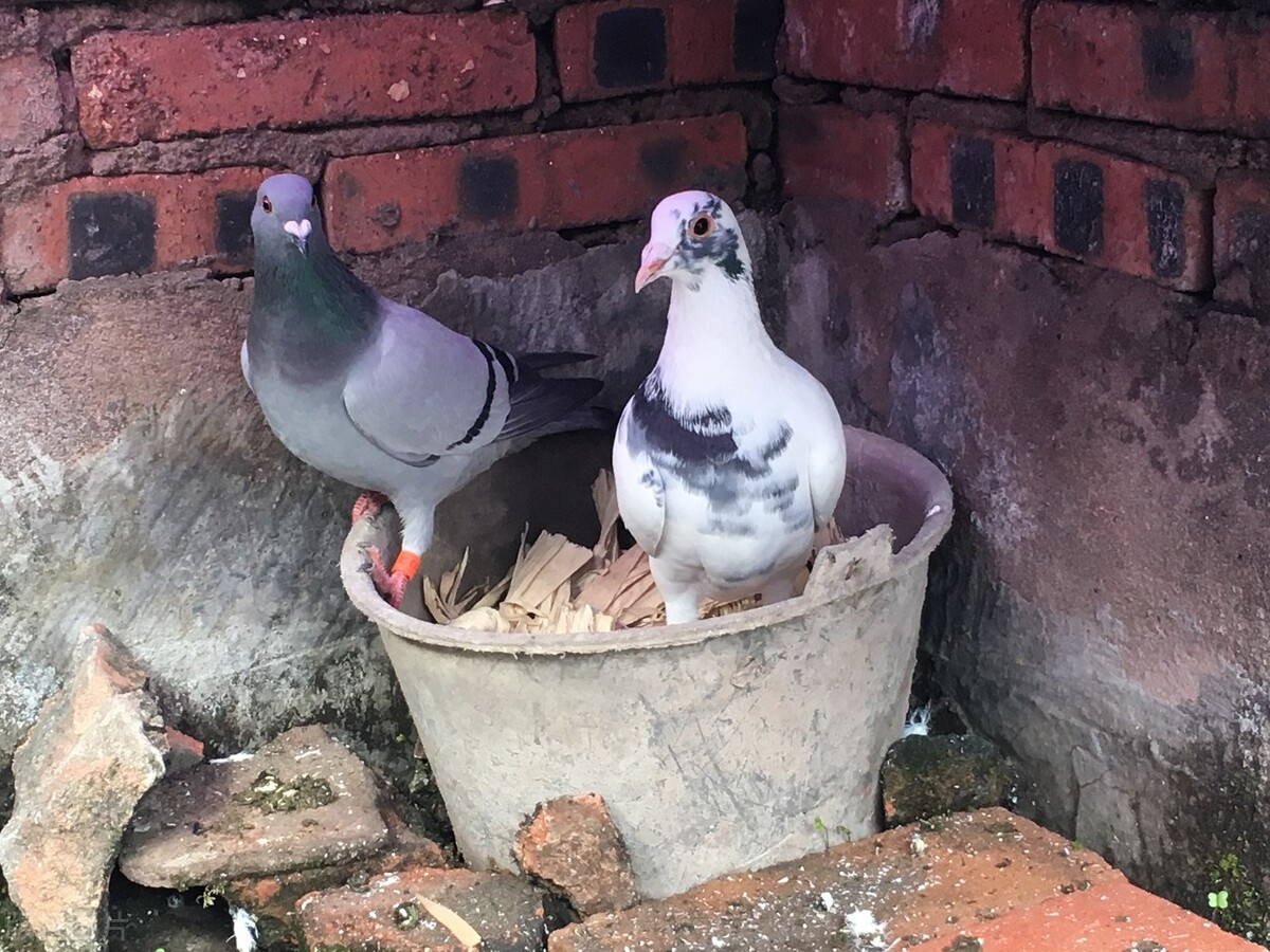 幼鸽家飞掉队是啥原因,幼鸽家飞撞掉胸毛怎么办