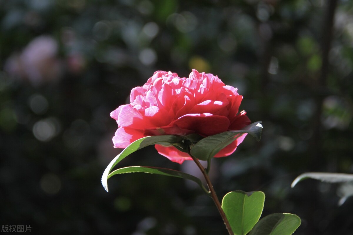 #草木有趣|雪里开花到春晚，不是寻常儿女花