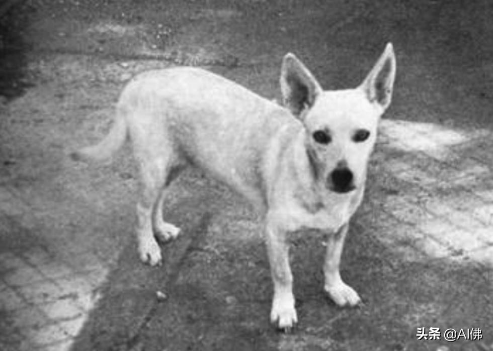 美国犬种有哪些,美国五大传奇犬种