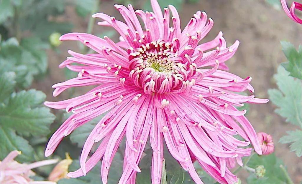 菊花象征坚贞的节操吗,菊花高尚品格