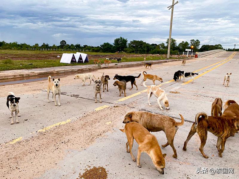 泰国南部遭遇30年最大洪灾,泰国乌汶府易发水灾吗