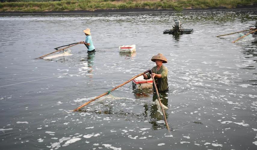 邵武美食活跳虾,邵武活跳虾