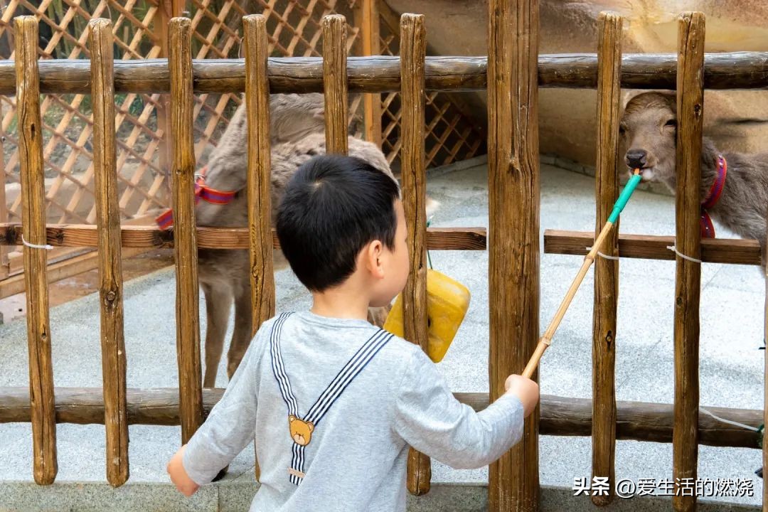 杭州森泊开元度假酒店不含门票,杭州开元森泊度假酒店存在的问题