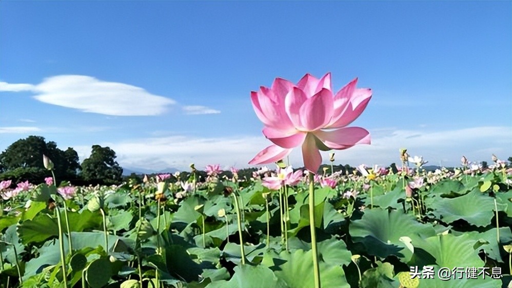 西湖荷花诗句古诗大全,荷花美景的诗句大全