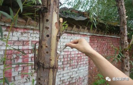 蛀干害虫为害症状识别,什么是蛀干害虫