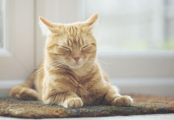 猫拉稀什么颜色体现猫瘟症状,猫拉稀带血便怎么治疗