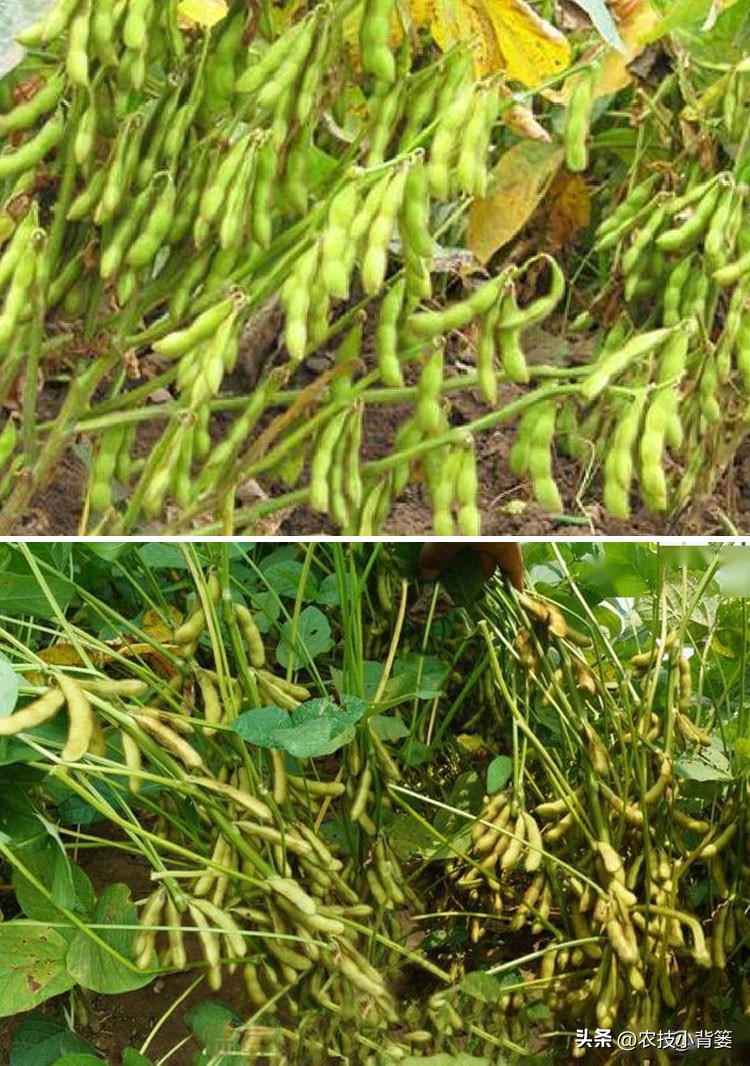 大豆上打啥药能让大豆高产,如何才能种出高产优质的大豆