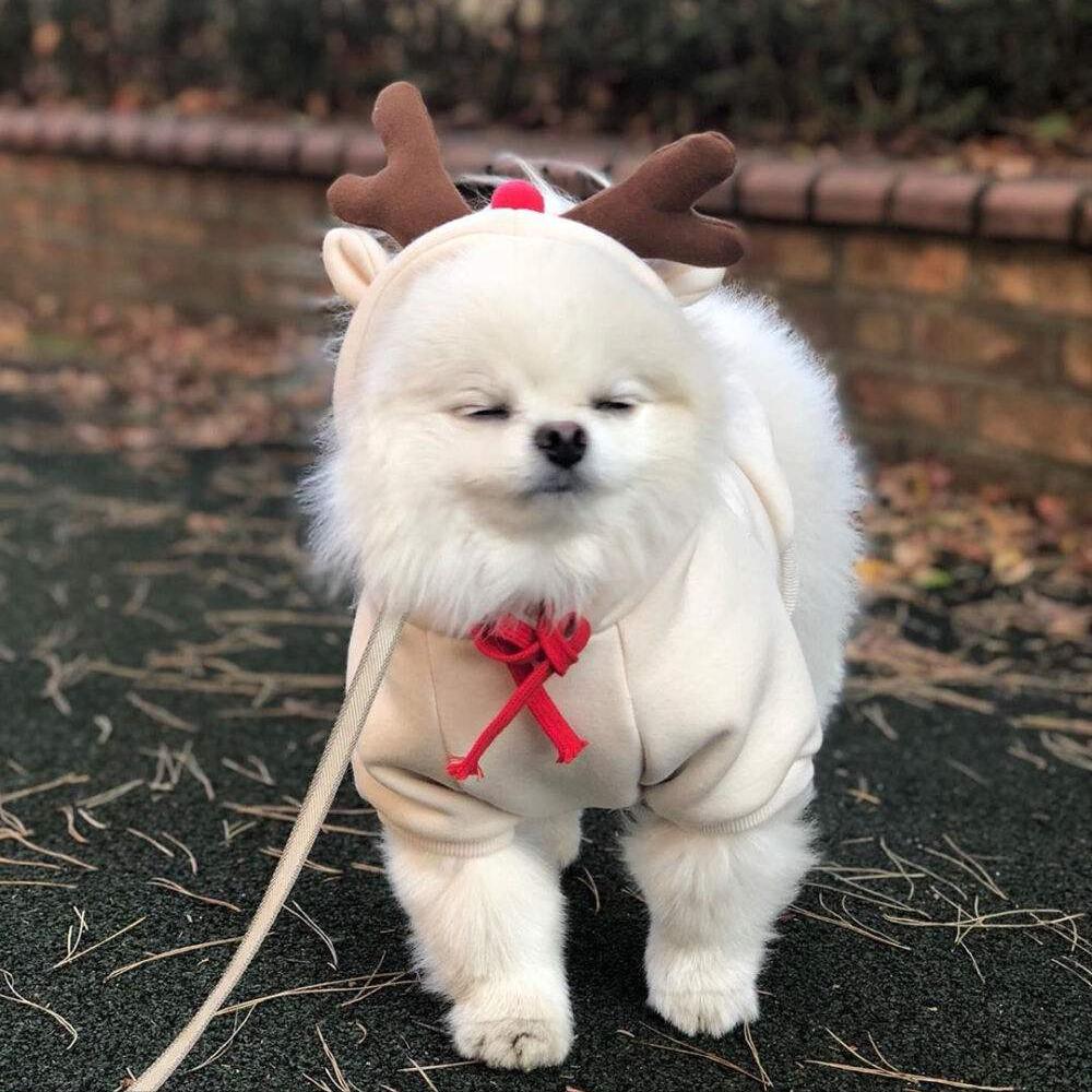 博美犬的饲养常识有哪些,博美犬优缺点有哪些表现