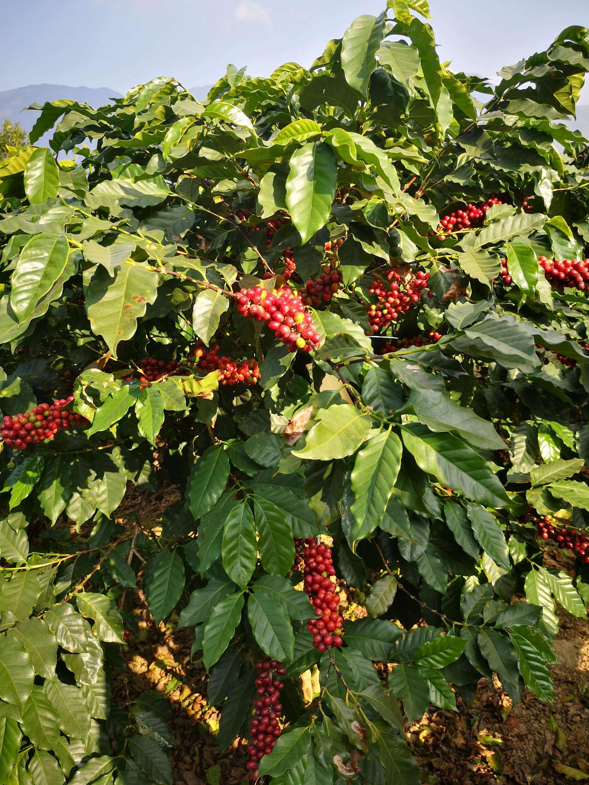 小粒咖啡树盆栽图片,小果咖啡是什么植物