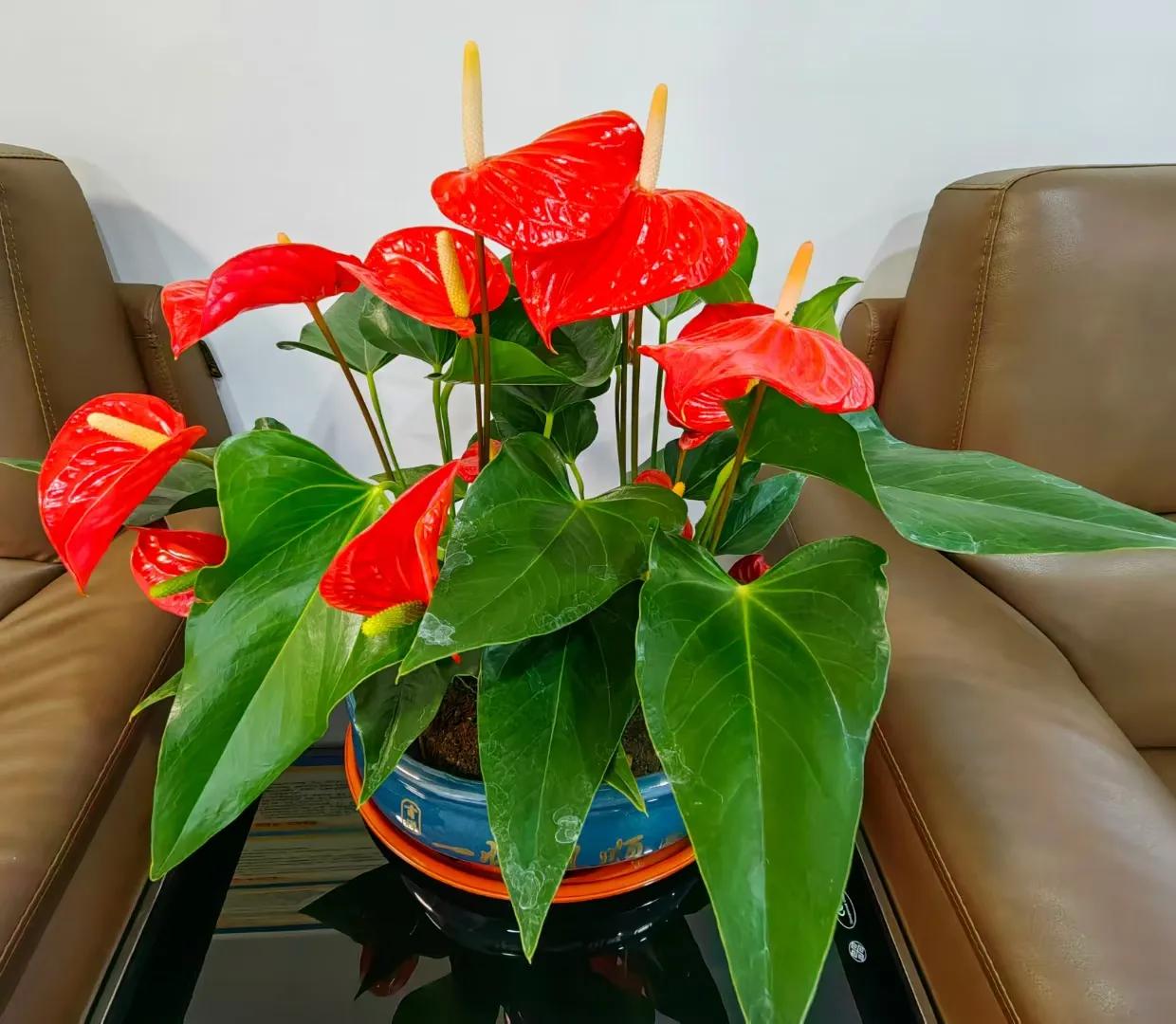 现房销售预收房款如何缴纳增值税