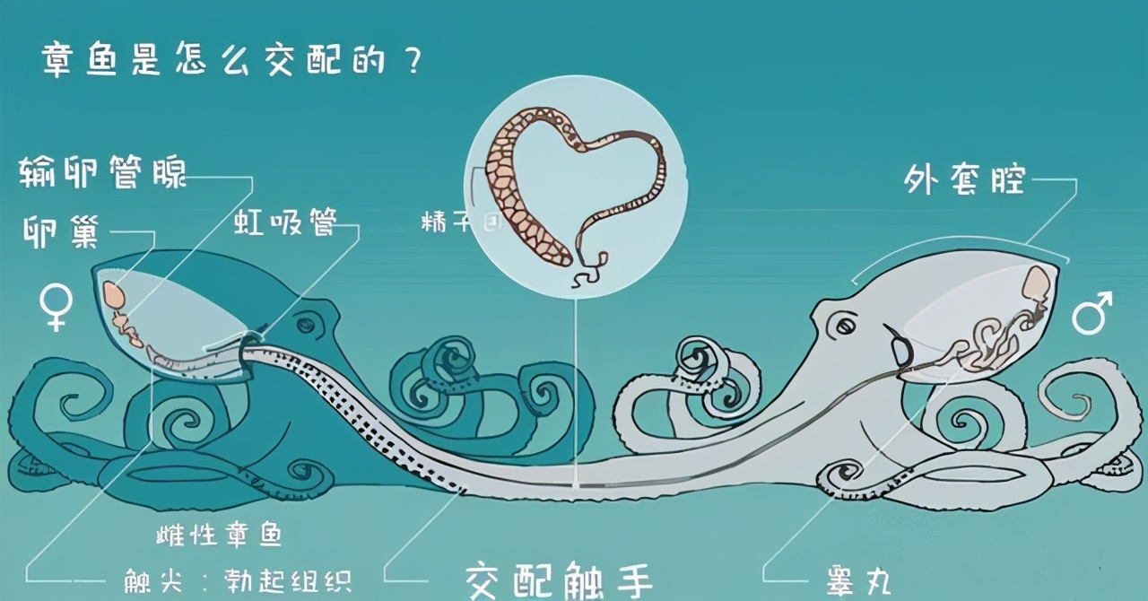 章鱼到底是地球生物还是外星生物,章鱼是外星生物竟然有三颗心脏