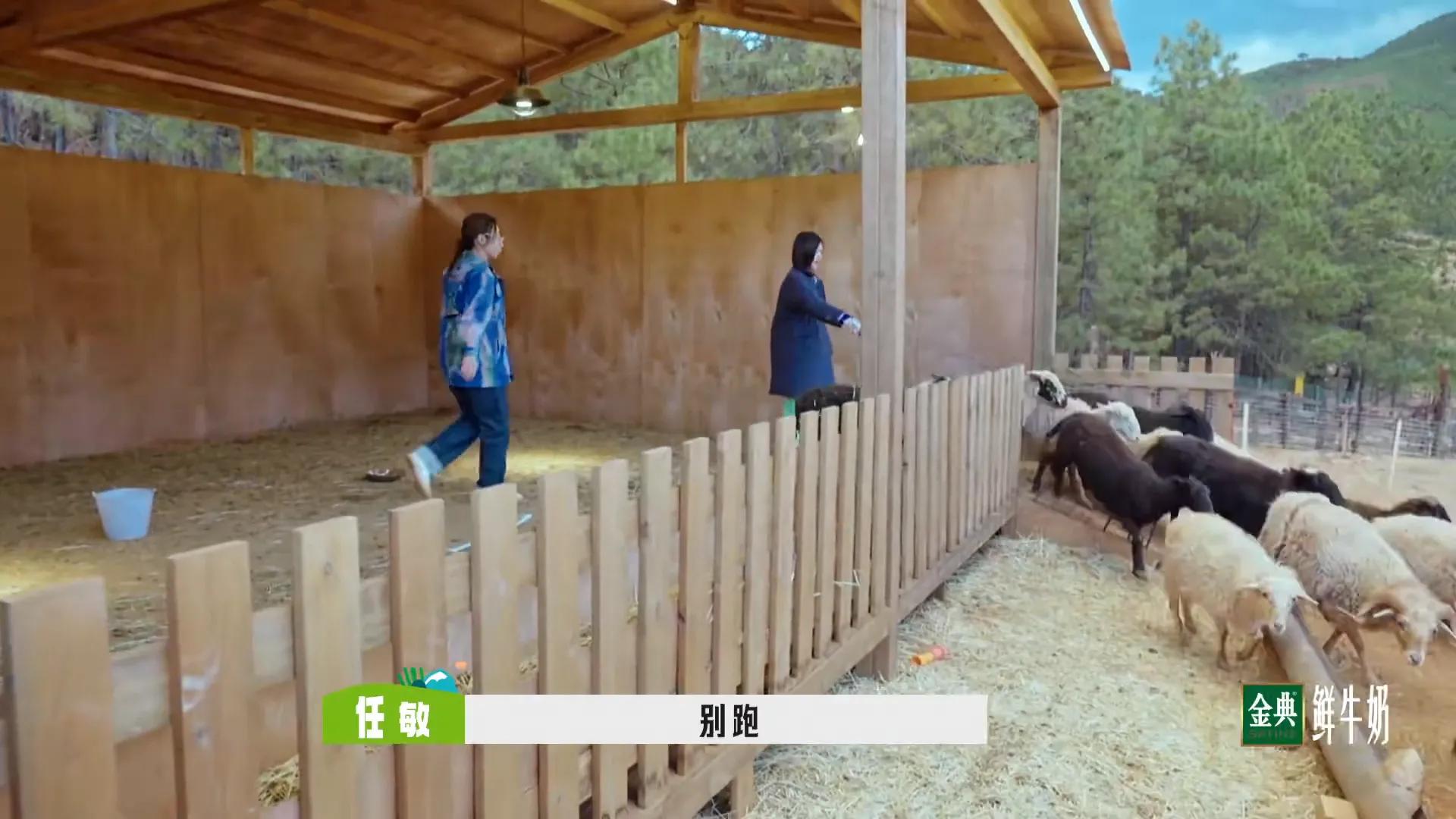 孟子义桃花坞捡羊粪是哪一期,敖瑞鹏桃花坞铲羊粪