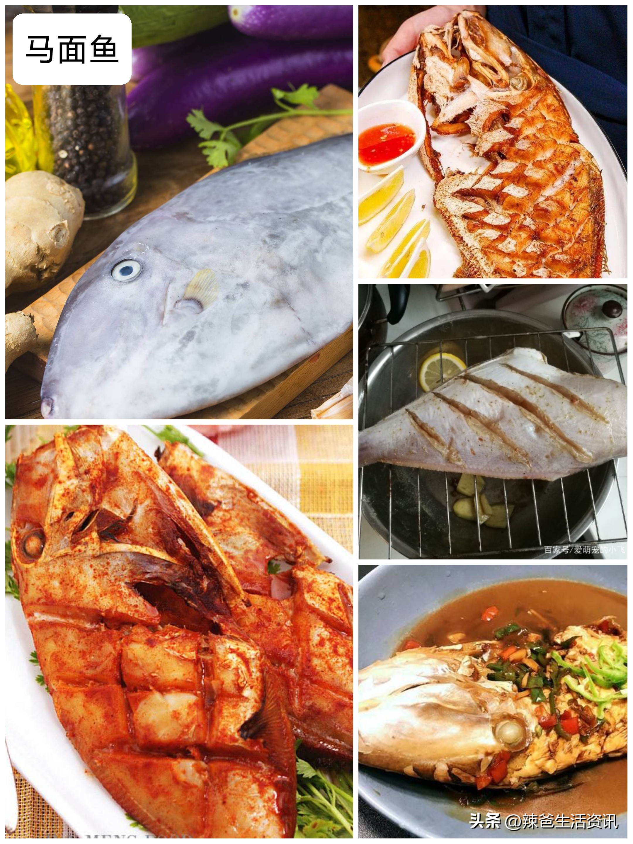 好吃不贵的野生海鱼,十种好吃不贵的正宗海鱼