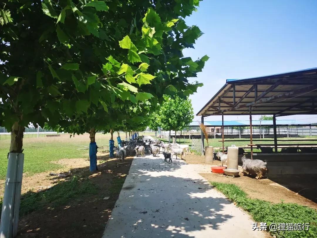 山东省单县有多少人口,山东单县第一名羊肉汤