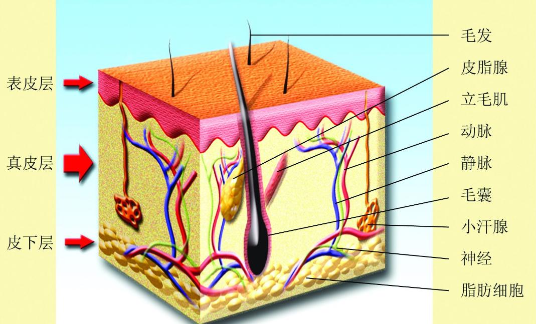 阴毛有什么用？越来越少了是什么情况？医生讲出实情