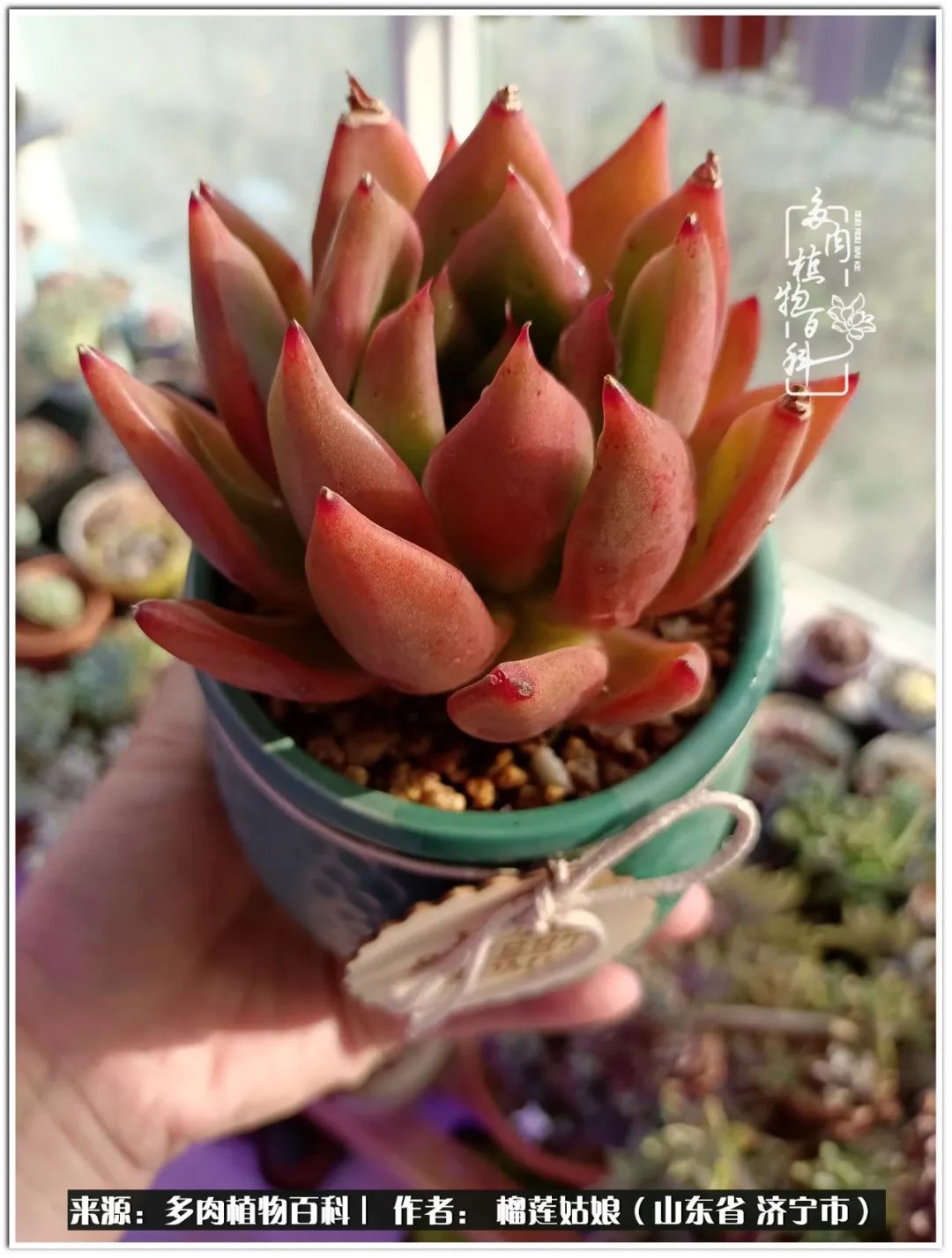 繁花似锦觅安宁淡如流水度一生,繁花似锦觅安宁淡云流水度人生