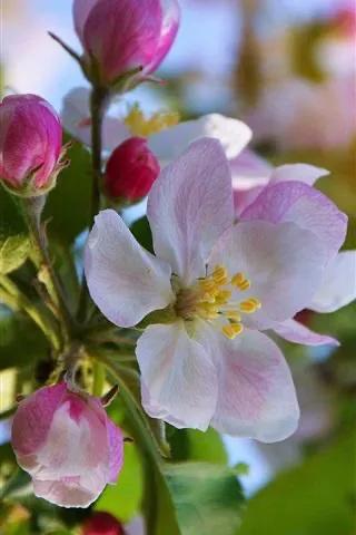 在春暖花开季节遇见浪漫,浪漫总是发生在春暖花开时配音