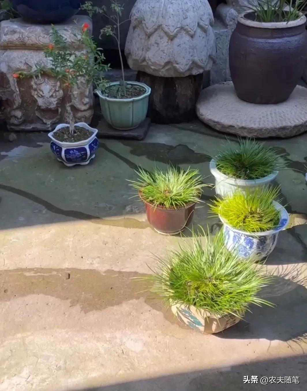 网购石榴便宜推荐,网购石榴果怕不怕冻坏