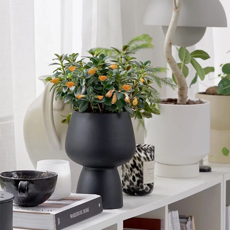 金鱼吊兰叶子不油亮的原因,如何让金鱼吊兰叶片油亮