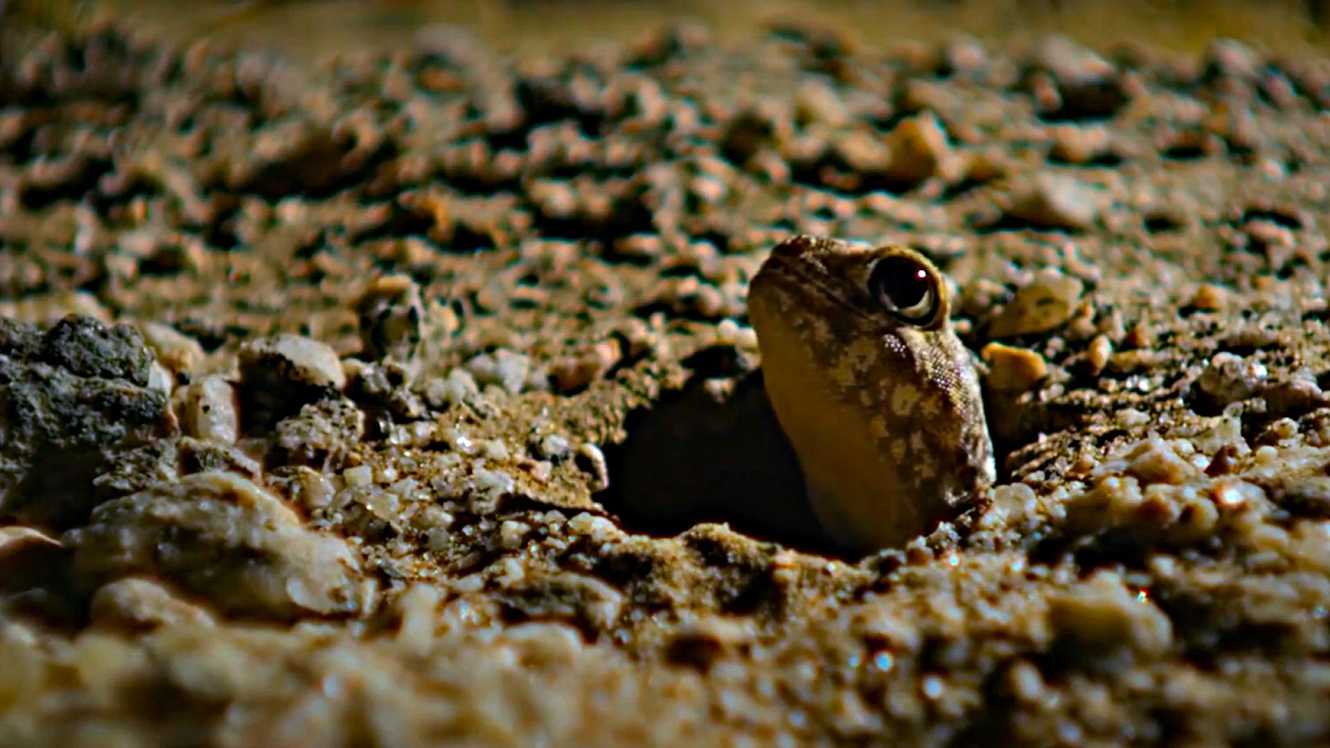 五毒中的壁虎是哪种壁虎,壁虎图片为什么壁虎是五毒之一