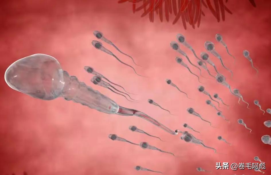 两亿精子和卵细胞,最优秀的精子才会和卵子结合吗