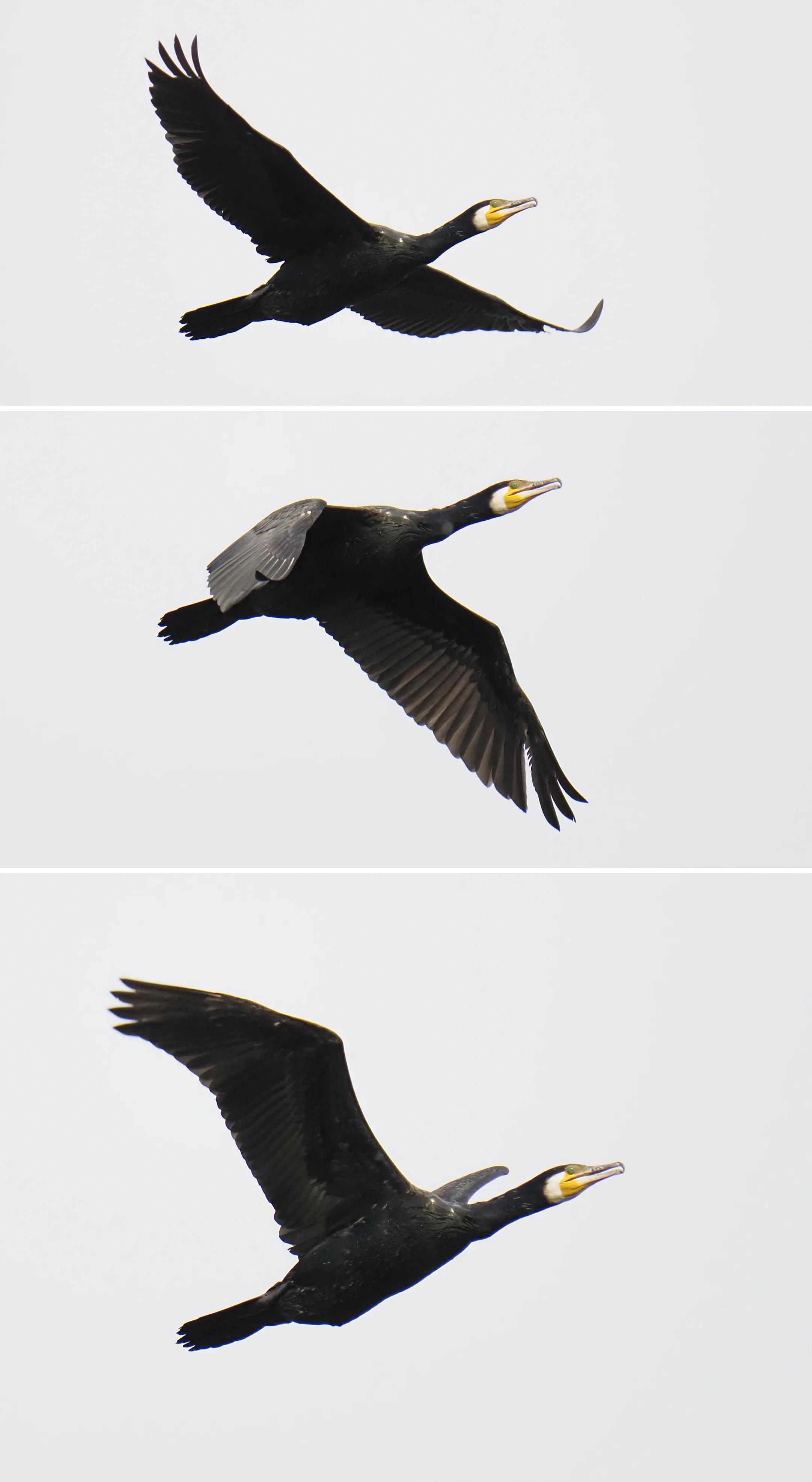 带防抖的长焦镜头500块,防抖长焦镜头推荐500元以下