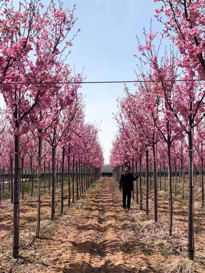 10年后的苗木行情,十年后苗木销路